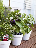 Various vegetable plants in ceramic pots by house wall