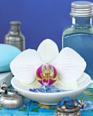 weiße Orchidee in Schale, Schmuck und Schönheitsprodukte