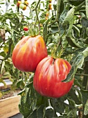 Tomatoes on the plant in a greenhouse