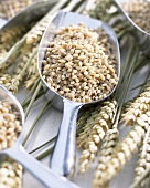 Barley grains in metal scoop