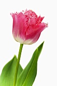 Tulpe 'Fancy Frills'