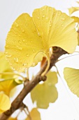 Ginkgo leaf with drops of water (close-up)