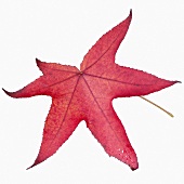 American sweetgum leaf (Liquidambar styraciflua)