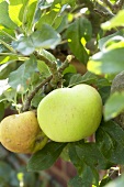 Äpfel der Sorte 'Charles Ross' am Baum