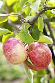 Äpfel der Sorte 'Delkistar' am Baum