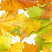 Herbstliche Platanenblätter (Platanus x hispanica)