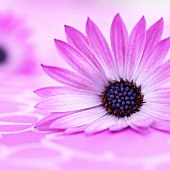 Pink Cape daisies (close-up)