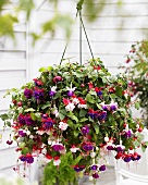 Fuchsias in hanging basket in front of house