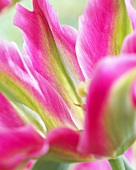 Tulip 'Virichic' (close-up)