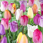 Tulpen 'Triumph mixed'