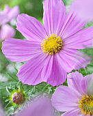 Schmuckkörbchen (Cosmos bipinnatus)