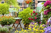 Summer flowers in pots on terrace