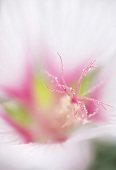 Eine Blüte (Close Up)