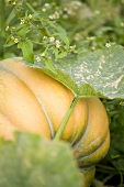 Pumpkin on the plant