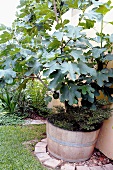 Fig tree in wooden tub by garden wall
