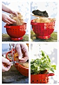 Making a hanging basket for a strawberry plant from a colander