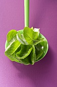 Loose leaf lettuce on plastic spoon