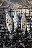 Barbecued mackerel