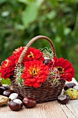 Zinnias, clematis seed heads and chestnuts in basket