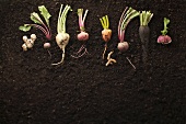 Various root vegetables