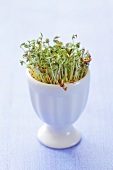Cress sprouts in an egg cup