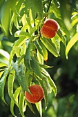 Two peaches on the tree