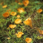 Chanterelles in grass