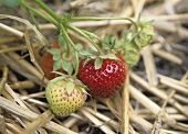Erdbeeren auf Stroh