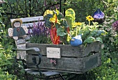 Wooden box of vegetables and plants on garden seat