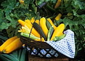 Yellow and green courgettes in a basket