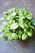 Basil in a pot