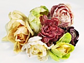 Various types of radicchio