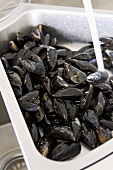 Washing mussels