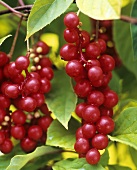 Schizandra berries