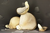 Oyster mushrooms