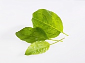 Sorrel leaves