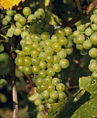 Müller-Thurgau-Trauben, Lamberhurst Vineyards, Kent, England