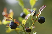 Blueberries on branch