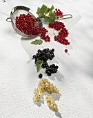 White, black- and redcurrants