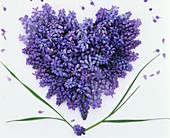 Grape hyacinths forming a heart