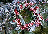 Holly wreath with hoar frost