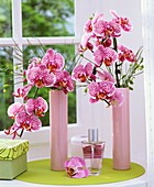 Phalaenopsis and broom in pink vases by window