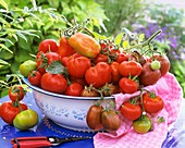 Schale mit frischen Tomaten