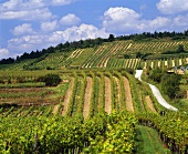 Weinanbau bei Rehberg, Österreich