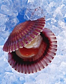 Opened scallop
