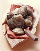 Clams in a wooden bowl