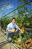 Grower in greenhouse picking tomatoes