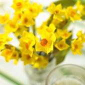 Vase of yellow narcissi on Easter table