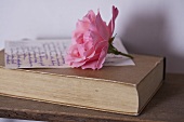 Pink rose on book