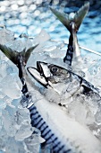 Fresh mackerel on ice cubes